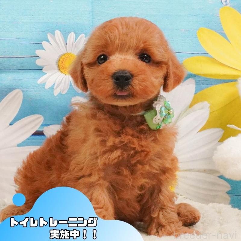 販売中の静岡県のトイプードル-391242